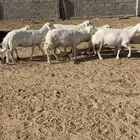 7من الغنم دفيع كفو