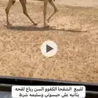 لقحه كفو