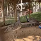 زوج حبحب