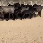 غنم عرب خصم اشباب اغلبها جذعات