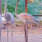 فلامنقو فلامنغو فلامنجو