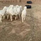 بهم حري