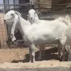 معزا مقاني