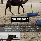 ناقه ظروبه