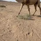 للبيع البعير الكفو