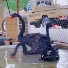 طقم وز الاسوان البجع الاسود الملكي