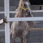 مربط السريح للخيل العربيه الأصيلة