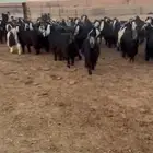 معزا عواض خوات بعض