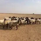 غنم نعيم دفيع