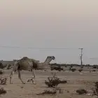 للبيع فحل اشقح كفوو