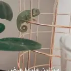 حرباء متوفر تمارا