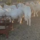 ( ذبائح بريه )