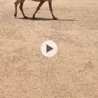 لقحه صفرا كفو
