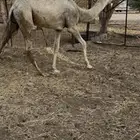 قعو د