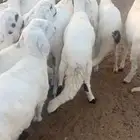 سواكن للبيع مرابي