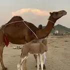 خلفه ساحليه فارعه
