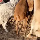 سواكني ورفيدي وبرابر مرابي 6 شهور