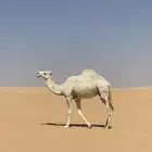 ضروبه وضحاء