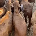 طليان سواكن حمري جذعان