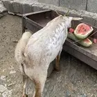 تيس جذع