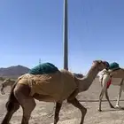 معالج ابل