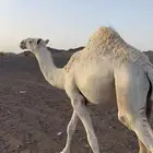 للبيع قعود