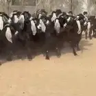 معزا عوارض فاخره اشاب وروس طيبه