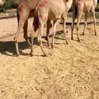 قعدان مرابي مزرعه