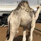 (تم البيع) حاشي قعود لباني