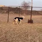النوع   نعجه حايل