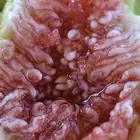 شتلات أشجار فواكه مثمره أنواع فاخره