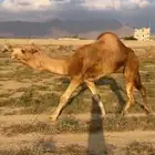 بعير للبيع فحل