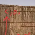 سعف نخل جريد عسف