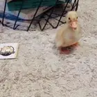 صغير البط متوفر تمارا