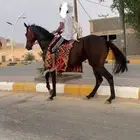 فرس انقلزيه ركوب طرب سبوق العمر 5 موقعها الافلاج