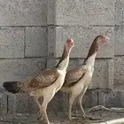 دجاج باكستاني العدد 3