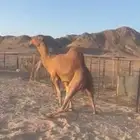جمل احمر طيب ساس حليب طييب