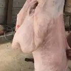 ذبايح ابو حسن نفر جميع الطلب والجوده