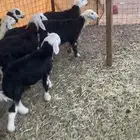 طليان ورخال