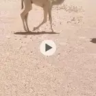 خلفات 2 طيبات