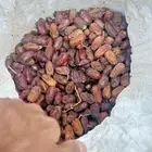 العددد حول 100 تمر خالص شرط التعبيه فل