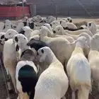 للبيع طليان سواكني تربيه 4 شهور