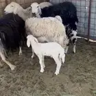 نعاج مواليد ودفع ومضاريع