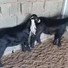 3 تيوس وجفره
