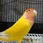 بغبغاء روز