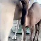 خلفه كفوو تحتها بكره