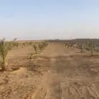 فرخ نخل مجدول خلاص