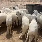 سواكن ابيض شبيه الحري