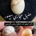عقيق المدينه - عقيق حجازي