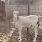 كبش بلدي للبيع